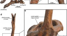 “新中国第一龙”棘鼻青岛龙研究最新进展：鼻骨内部是实心的类似“三明治”结构