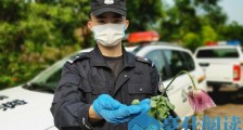 非法种植罂粟难逃法网 警方及时依法查处销毁