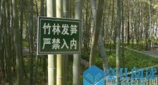 南京中山陵景区新笋遭挖掘 违规人员将按条例处罚