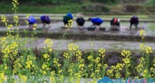 今日谷雨:春季最后一个节气 谷雨习俗有哪些?谷雨时节农事忙