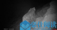 惊!喜!达古冰川首次拍到野生雪豹清晰影像:它在山脊悠闲散步