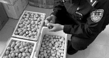 常州溧阳夫妻专偷野生白鹭蛋 当场截获400多个