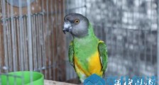 常州药店鸟叫牵出大案:非法买卖野生鹦鹉 售价20万