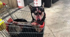 哈士奇被虐待后遗弃 狗主人现身:虐狗者偷走了我的狗 要追责!