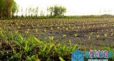 今日立夏 民间有哪些习俗 立夏节气的意义