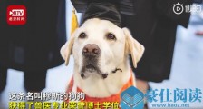 8岁治疗犬获博士学位!美国一8岁拉布拉多寻回犬获荣誉博士学位 参加超7500次心理咨询