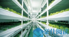“田园好手艺”带你看星菜冻干食品是怎样“炼成”的?