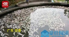 1.5万斤中华鲟一夜死光!广东河源和平县一养殖户损失约18万元 称已是第三次被人投毒