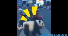 乐山熊猫狗逛街火了 网友惊呼“四川人均养熊猫” 主人回应