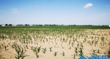 内蒙古旱情持续 干旱面积占全区总面积的50.7%