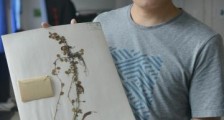 中国东喜马拉雅山南坡发现“隐世”百年的贝叶芒毛苣苔