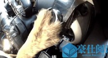 小狗8个星期学会开车上热搜!网友评论让人笑喷