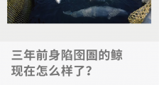 三年前身陷囹圄的鲸,现在怎么样了?