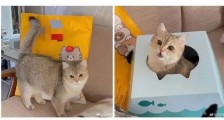 听说全网都在抢纸盒猫窝，不过猫猫到底为什么爱钻纸盒啊
