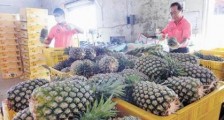 大陆暂停进口台湾菠萝，“弱台”应成为对台政策选项！