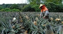 澳大利亚“重金”下单台湾菠萝?蔡英文兴奋,澳农民不干了!