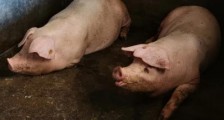 粮食进口要创新高,发生了什么?