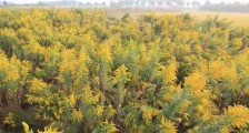 “加拿大一枝黄花”上了中国通缉令!
