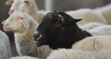 蒙古国捐赠30000只羊怎么送来 中国收到物资了吗