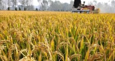 中国粮食储备够吃多久 今年的粮价会上涨吗?