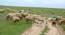 蒙古国捐赠羊尚未来华 3万只活羊怎么运到中国？