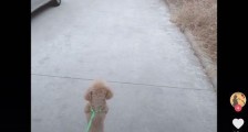 抖音小狗王媛媛是什么梗