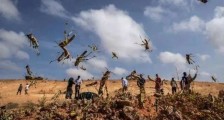 联合国发蝗灾警告! 专家称中国“鸭子军团”赴巴基斯坦灭蝗不现实