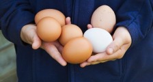 2020湖南禽流感最新信息 揭疫情对鸡蛋价格的影响