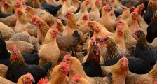 为什么疫情在中国爆发 湖南禽流感又起家禽市场堪忧