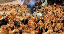 湖南禽流感最新疫情 对家禽行业的影响大吗