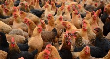 湖南禽流感2020最新疫情 将影响哪些行业？