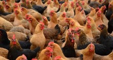 湖南禽流感最新疫情 哪些行业受影响？