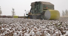 中国支援“巴铁”灭蝗 蝗灾影响巴基斯坦棉花种植业