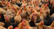 3亿只鸡将断粮饿死 多个部门发布紧急通知
