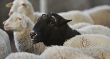 蒙古国一只羊多少钱 捐赠3万只价值高不高？