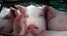 2020年5月到6月猪价 猪肉价格还会上涨吗？