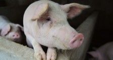 2020年非洲猪瘟还会爆发吗 疫情对养猪业影响几何