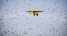 2020年全球蝗灾来势汹涌，2020全球蝗虫数量一年半增加6400万倍酿成蝗灾