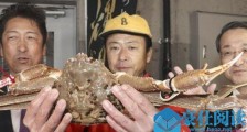 日本螃蟹500万 这具体的详情画面令人惊呆了