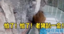 小野猪误闯玻璃栈道后秒怂 这细节画面真是今日快乐源泉