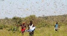 联合国警告蝗灾蔓延可能引发粮食危机，印巴边境或现"蝗灾"危险
