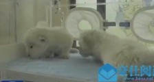 济南双胞胎白狮 这对小可爱瞬间萌化众人且收获一众祝福