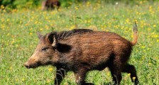 湖北神农架发生野猪非洲猪瘟 非洲猪瘟疫情与去年同期相比强度大幅降低