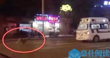 金毛深夜疯追救护车咋回事 金毛疯追救护车背后令人泪崩