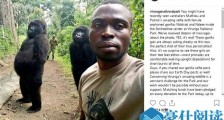 刚果大猩猩与管理员自拍 大猩猩自拍大摆姿势令人看傻眼