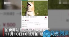 拍卖柴犬为主人抵债怎么回事 前因后果曝光这处细节引热议【图】