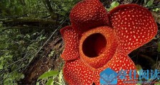 世界上最恐怖的花有哪些 尸臭花名副其实气味其臭无比