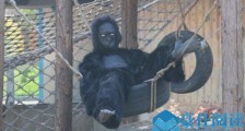 动物园真人扮猩猩 真人扮猩猩背后真实原因令人难以置信