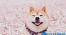 日本秋田犬面临灭绝 其中原因被揭令人意想不到