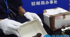 零食盒藏75只乌龟 欲冒充零食混淆过关这些乌龟有什么用处【图】
